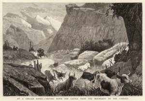 At a Chilian Rodeo, driving down the Cattle from the Mountains to the Corrals